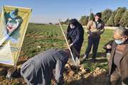 کاشت «نهال ایثار» توسط سرپرست کانون البرز  